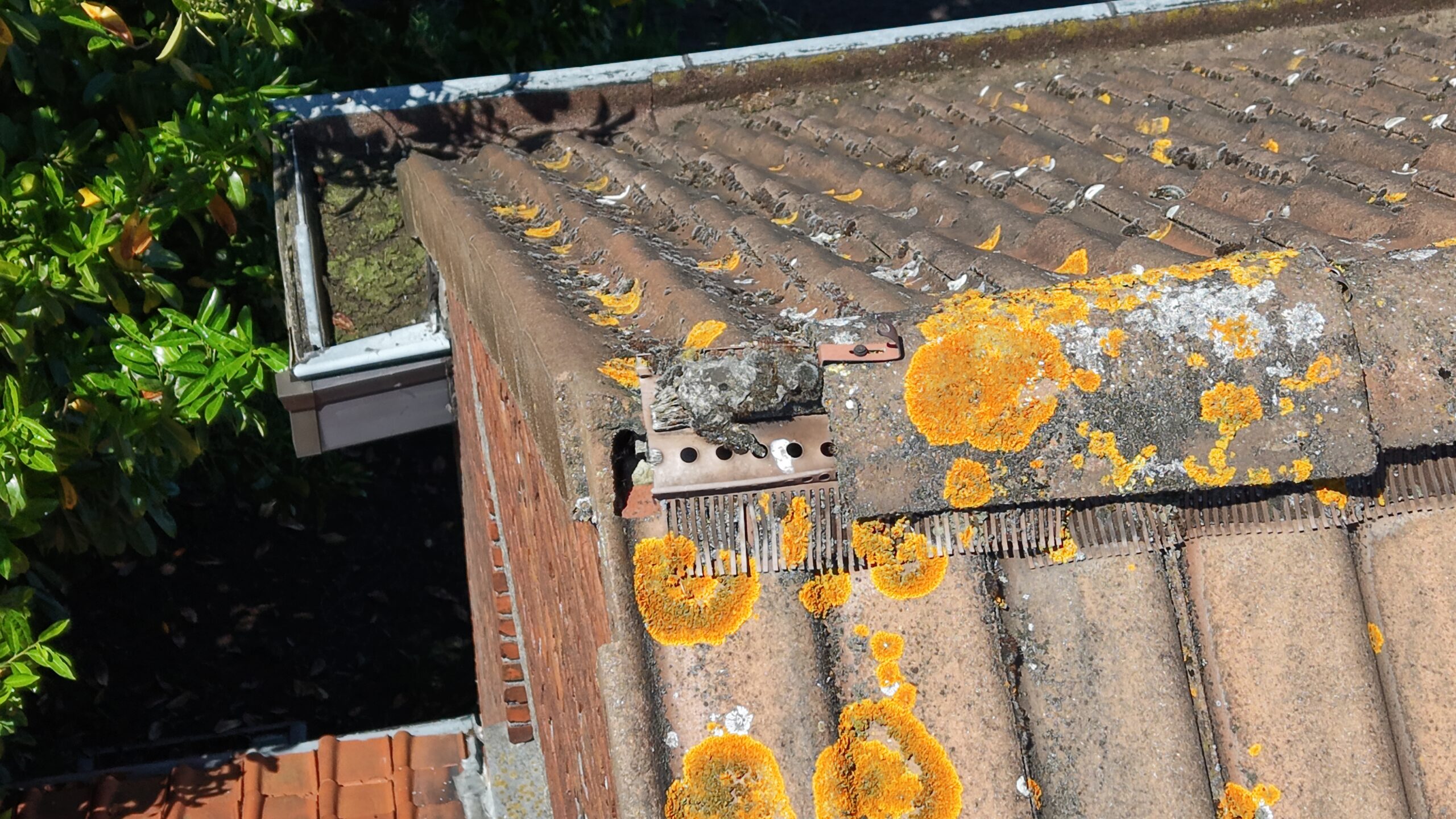 Mos- en korstmosvorming op de dakrand, vastgesteld tijdens een RoofWise-schade-inspectie